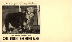 Greetings From Chester, Nebraska Cows & Cattle Postcard Postcard