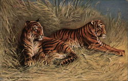 Tigers in the Grass Postcard Postcard