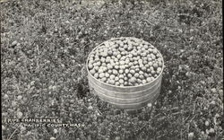 Barrel of Ripe Cranberries - Pacific County, Washington Postcard