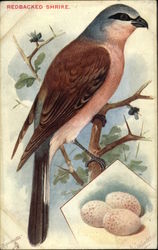 Redbacked Shrike Postcard