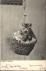 A Weighty Position with Kittens in a Basket Postcard