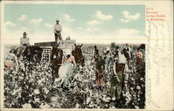 Harvest, Cotton Fields in Arkansas Postcard Postcard