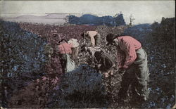 Picking Cotton in Alabama Postcard Postcard