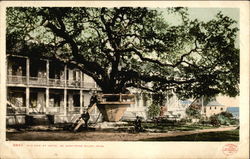 Old Oak at Hotel de Montross Postcard