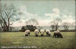 Sheep, Franklin Park Postcard