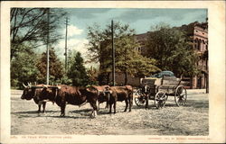 Ox Train With Cotton Seed Postcard