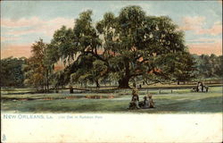 Live Oak in Audubon Park Postcard