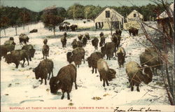 Buffalo at Their Winter Quarters, Corbin's Park Postcard