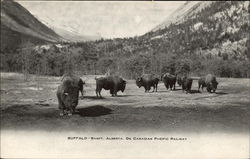 Buffalo, On Canadian Pacific Railway Postcard