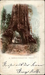 California Redwood Tree, Wawons Postcard