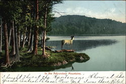 In the Adirondack Mountains Adirondacks, NY Postcard Postcard