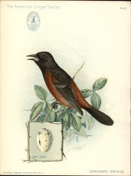 Orchard Oriole - Singer Sewing Machines Trade Card