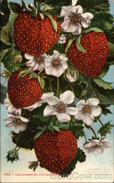 Strawberries and Blossoms Fruit