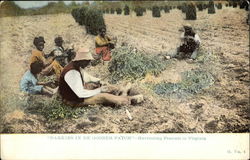 "Darkies in de Goober Patch" - Harvesting Peanuts in Virginia Postcard