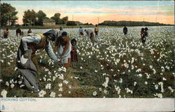 Picking Cotton Black Americana Postcard Postcard