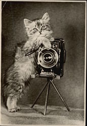 Fluffy Kitten Holding a Camera Postcard