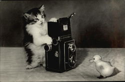 Kitten Taking Photo of Rubber Duckie Postcard