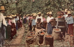 Coffee Pickers in Colombia Coffee & Tea Postcard Postcard