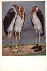 Three Large Storks -- One is wearing Shoes Birds Postcard Postcard