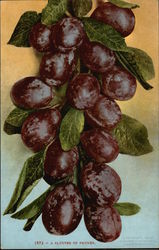 A Cluster of Prunes Fruit Postcard Postcard