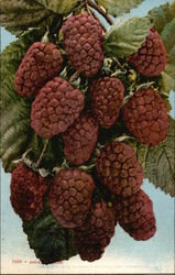 Loganberries Fruit Postcard Postcard