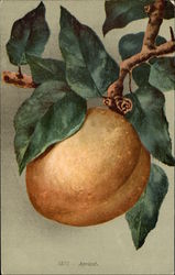 Large Apricot on Tree Postcard