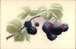 Blackberries Postcard