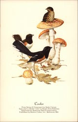 Towhee Birds with Mushrooms & Leaves Postcard