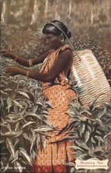 African Woman Plucking Tea Postcard