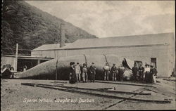 Sperm Whale, Caught off Durban Postcard