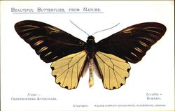 Ornithopera Ruficollis Butterfly from Borneo Postcard