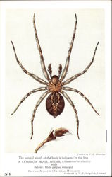 The Natural Length of the Body is Indicated by the Line, A Common Wall Spider Postcard Postcard