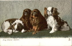 Four King Charles' Spaniels Dogs Postcard Postcard