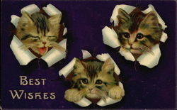 Best Wishes Cats Postcard Postcard