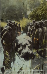 Hunting in Central Africa - Tribesmen with Hippopotamus Postcard Postcard