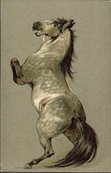 Large Gray Horse on Rear Legs Horses Postcard Postcard