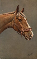 Chestnut Brown Horse with White Face Postcard