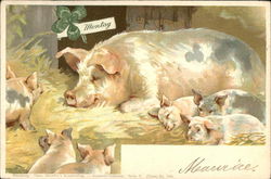 Sow with Piglets in the Barnyard Pigs Postcard Postcard