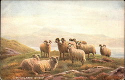 Highland Sheep on a Hill Postcard