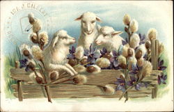 Three Lambs with Flowers Postcard