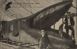 One of the Largest Whales in the World Fish Postcard Postcard