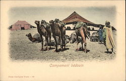 Bedouin Encampment with Camels and Tents Postcard