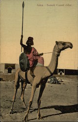 Aden - Somali Camel Rider Camels Postcard Postcard