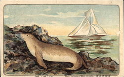 Seal on the Rocks beside the Ocean Postcard Postcard