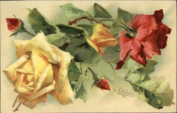 Red and Yellow Roses - Blooms and Buds Postcard