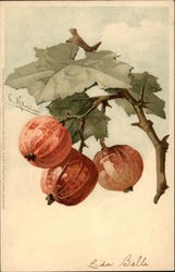 Fruit on a Branch Postcard Postcard