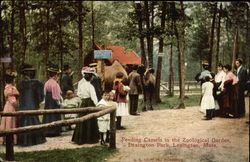 Feeding Camels in the Zoological Garden, Lexington Park Postcard