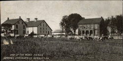 One of the Many Herds of the Hershey Chocolate Company Postcard