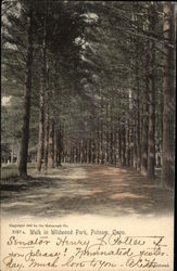 Walk in Wildwood Park Putnam, CT Postcard Postcard