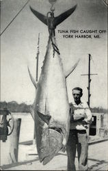 Huge Tuna Fish Catch York Harbor, ME Postcard Postcard